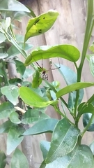 Latrodectus geometricus