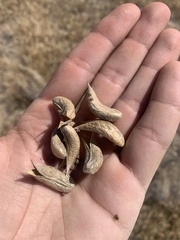 Astragalus chamaeleuce