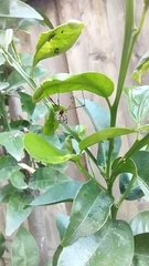 Latrodectus geometricus