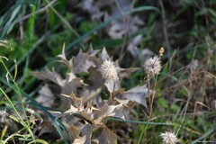 Trifolium angustifolium