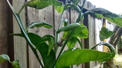 Latrodectus geometricus