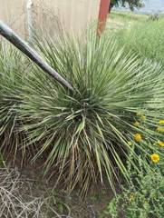 Yucca campestris