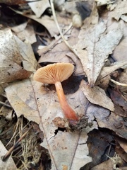 Lactarius subserifluus