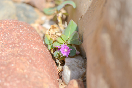 Corbichonia decumbens image