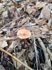 Lactarius subserifluus