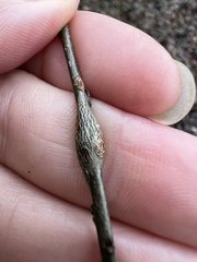 Neolasioptera linderae