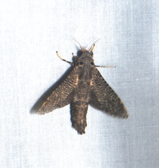Bergaris malayica