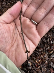 Neolasioptera linderae