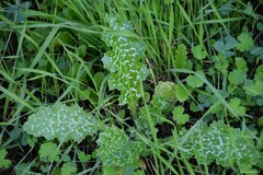 Geranium molle
