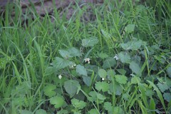 Geranium molle