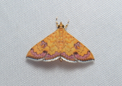 Isocentris filalis