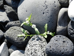 Cakile arctica
