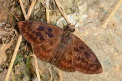 Anastrus sempiternus