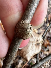 Neolasioptera linderae