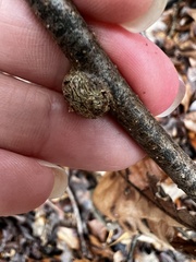 Neolasioptera linderae