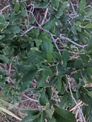 Quercus grisea