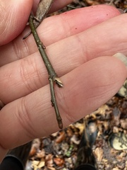 Neolasioptera linderae