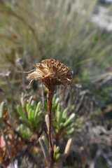 Limbarda crithmoides