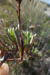 Limbarda crithmoides