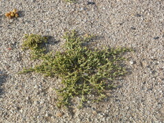 Arthraerua leubnitziae