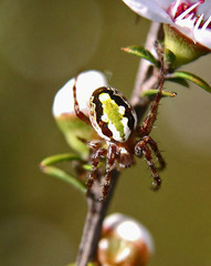 Novaranea queribunda
