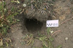 Chaetophractus villosus