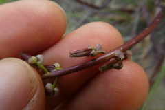 Triglochin barrelieri