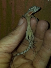 Anolis sulcifrons