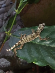 Anolis sulcifrons