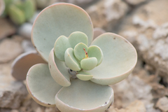 Kalanchoe farinacea image