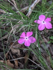Phlox nana