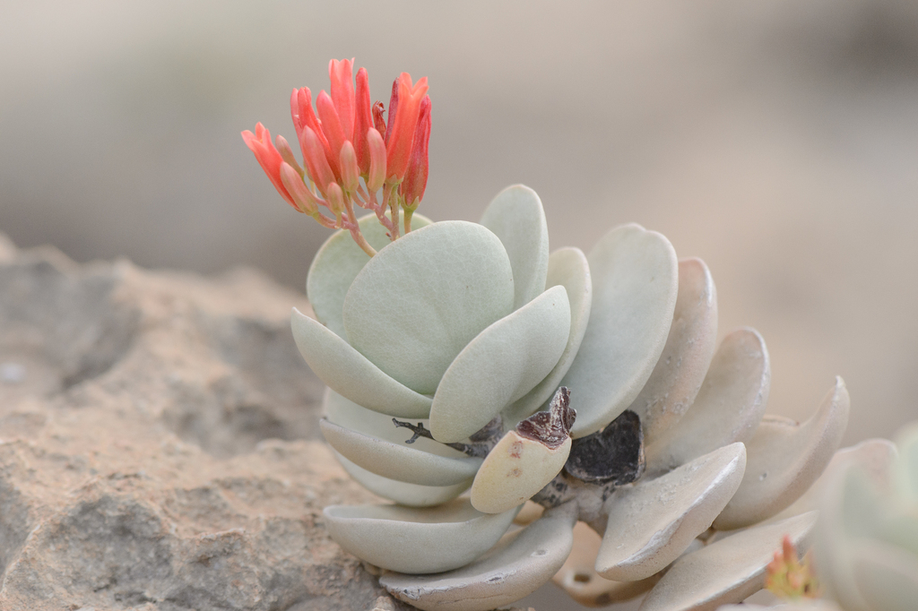 Kalanchoe farinacea