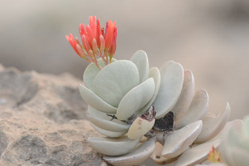 Kalanchoe farinacea Balf.fil.