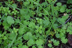 Stellaria media