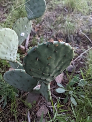 Opuntia orbiculata