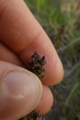 Triglochin barrelieri