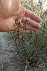 Triglochin barrelieri