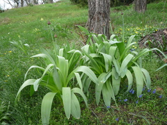 Allium aflatunense