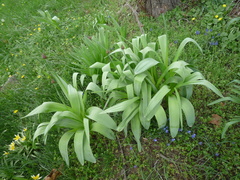 Allium aflatunense