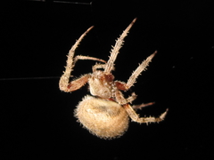 Neoscona crucifera