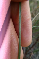 Triglochin barrelieri