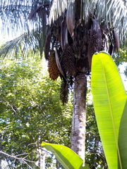 Attalea butyracea