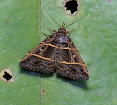 Bertula delosticha