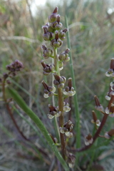 Triglochin barrelieri