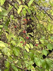 Lonicera maackii