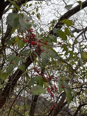 Lonicera maackii