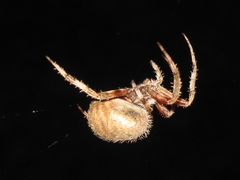 Neoscona crucifera