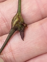 Neolasioptera nodulosa