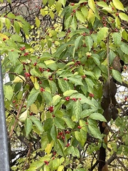 Lonicera maackii