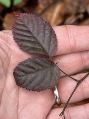 Neolasioptera nodulosa